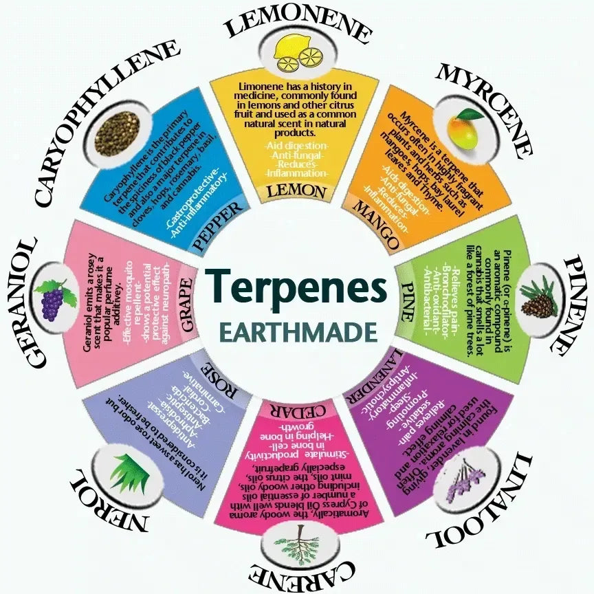 Terpenes - What are Terpenes